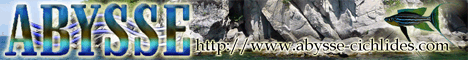 Abysse | importateur de cichlid�s sauvages | Champigny sur Marne