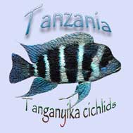 Cyphotilapia gibberosa. Kibwanaqua | Cichlidés du lac Tanganyika  Tanganyika.