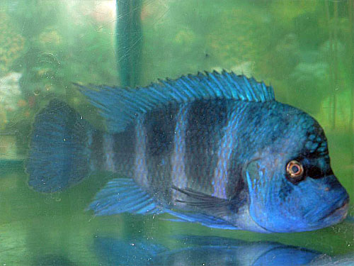 Cyphotilapia gibberosa "Moba".