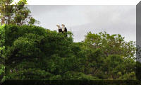 Couple d'Haliaeetus vocifer sur la rive tanzanienne.