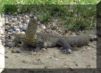 Varanus niloticus.