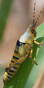 Monocerus elegans sur les rives du lac Tanganyika.